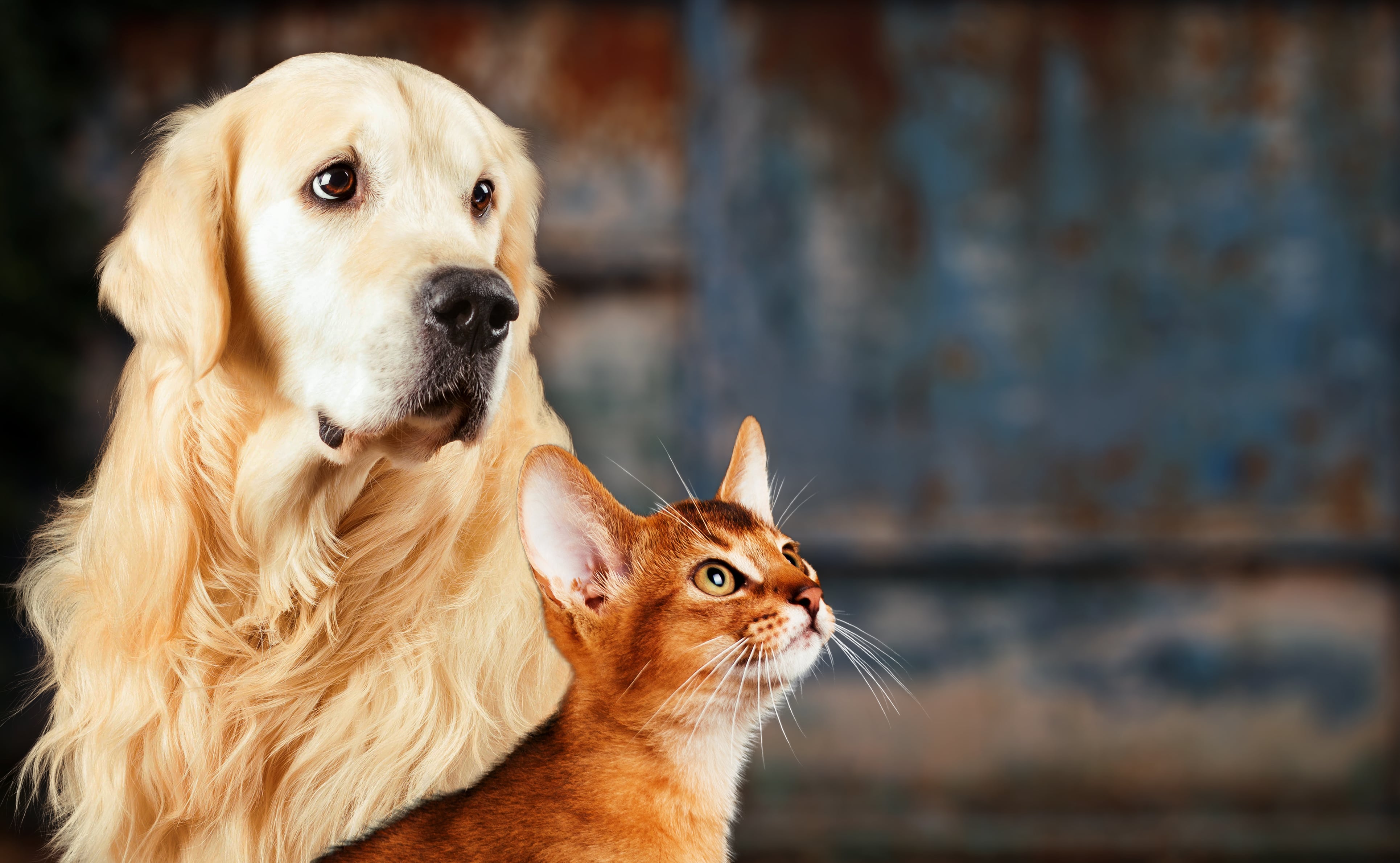 Um golden retrieven e um gato caramelo olham para a câmera.