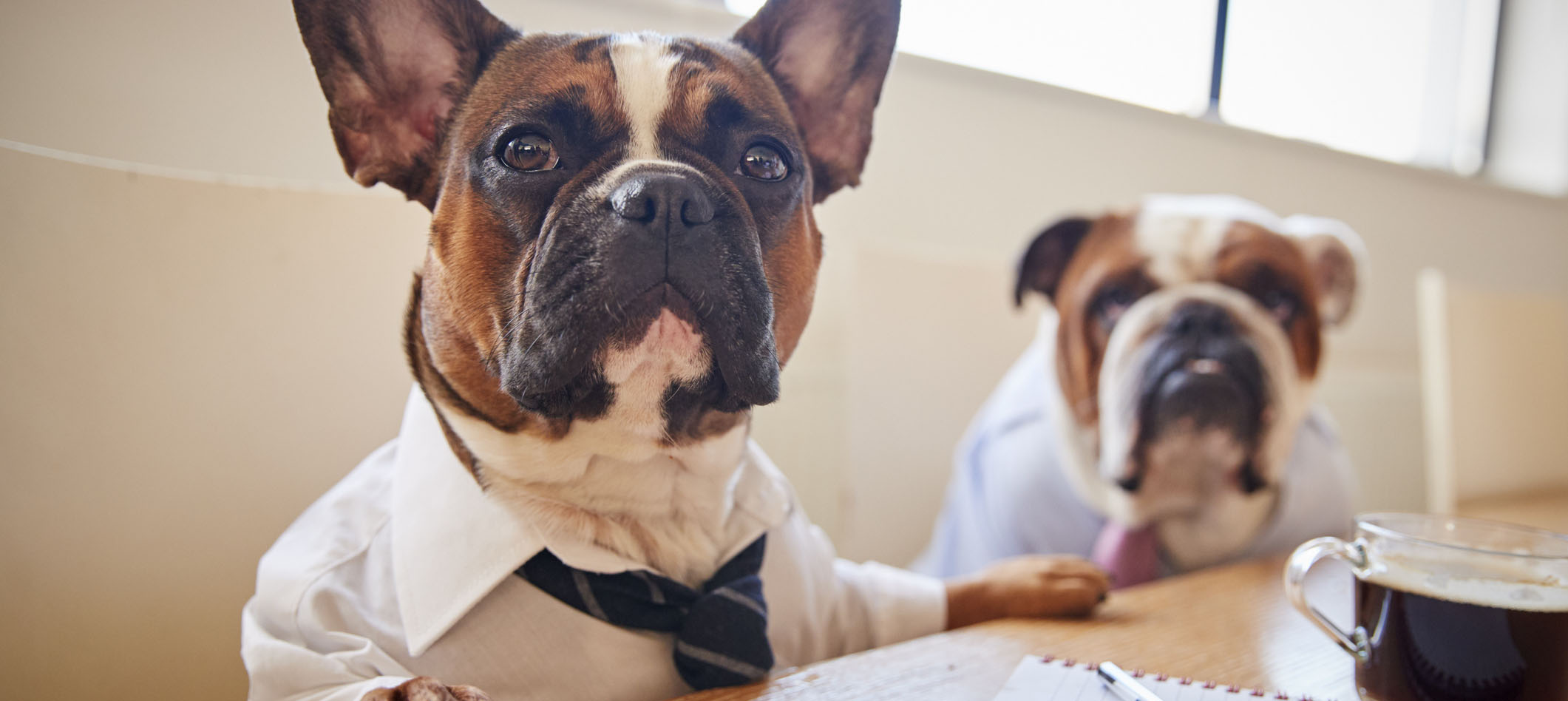 Dois cachorros dentro do ambiente corporativo